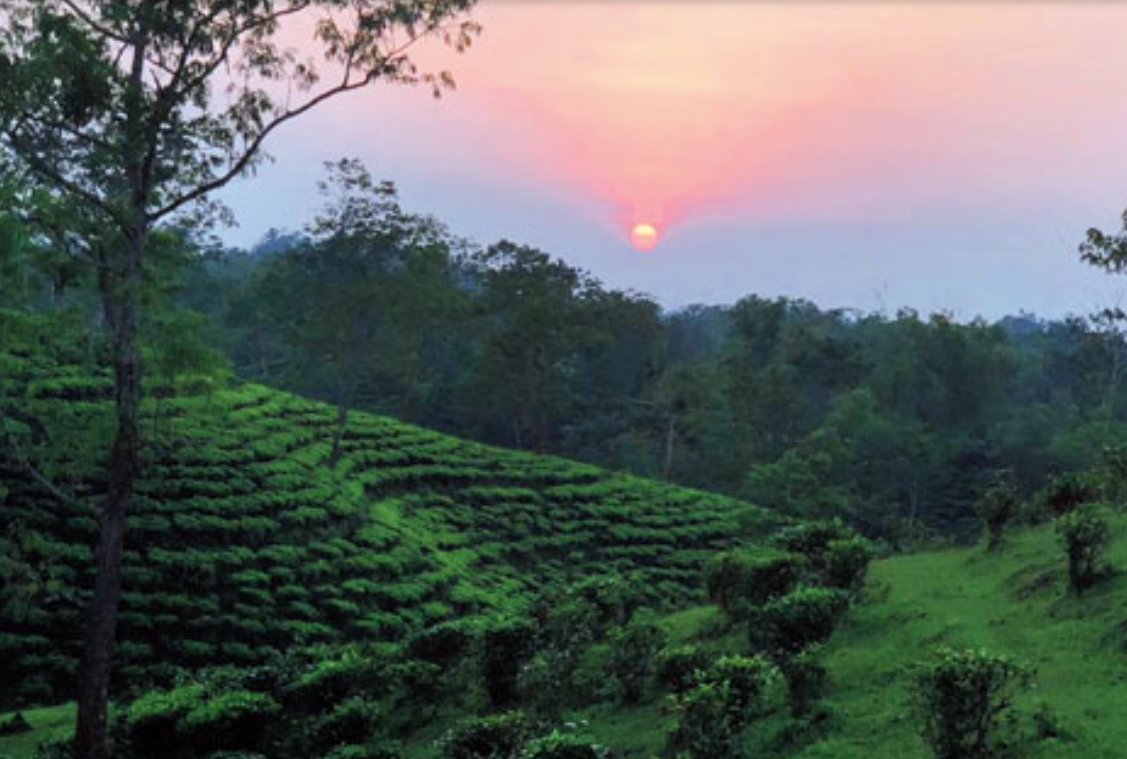 Tea Gardens