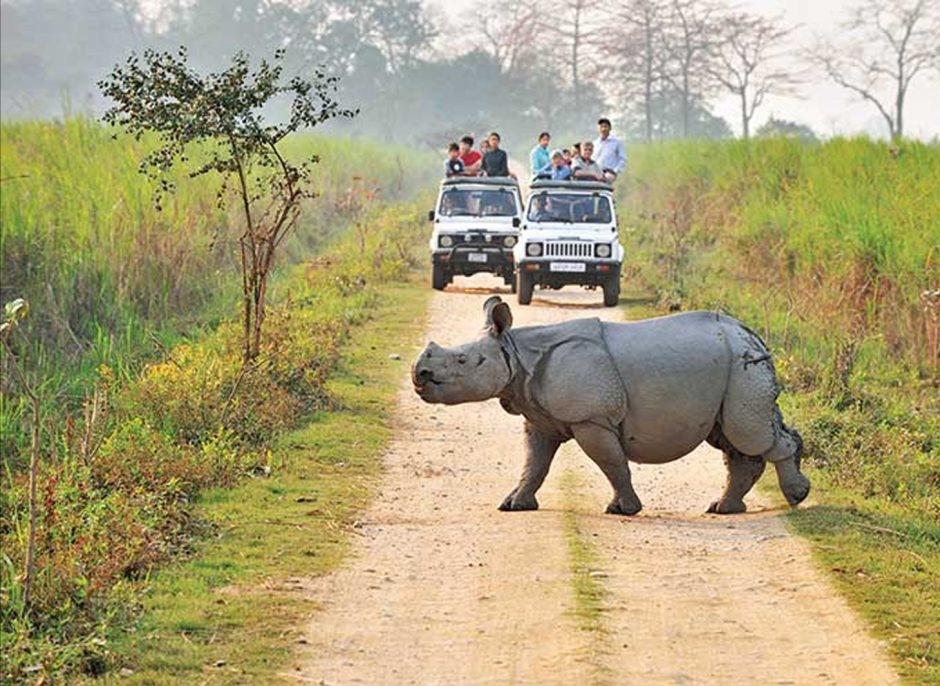 Kaziranga National Park